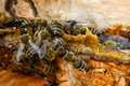 Prodaja propolisa - propolis - propolis u tečnome stanju - propolis u rifuzu